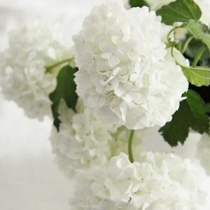 White Hydrangea